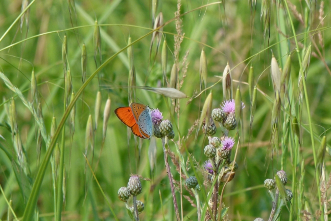 Heodes - Lycaena dispar